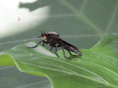 Microstylum oberthurii