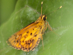 Salanoemia tavoyana