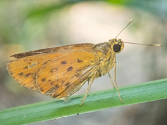 Salanoemia tavoyana