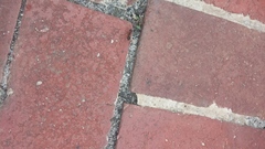 Camponotus consobrinus