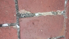 Camponotus consobrinus