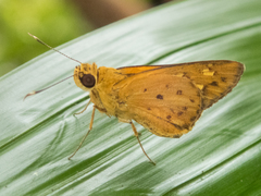 Salanoemia tavoyana