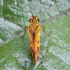Salanoemia tavoyana