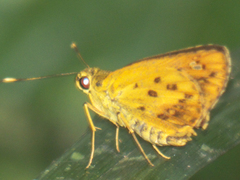 Salanoemia tavoyana