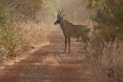 Hippotragus equinus koba