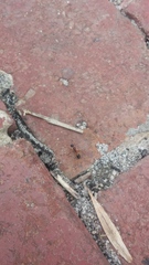 Camponotus consobrinus