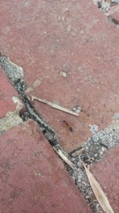 Camponotus consobrinus