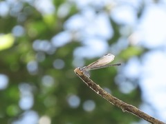 Bayadera brevicauda