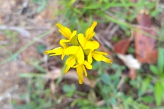 Listia bainesii