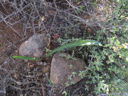 Image of Haemanthus barkerae by (c) James Deacon, some rights reserved (CC BY-SA)