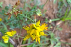 Listia bainesii