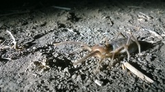 Galeodidae