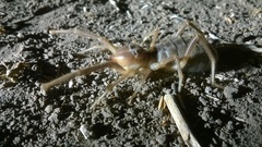 Galeodidae