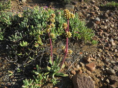 Crassula nudicaulis