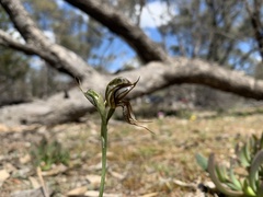Pterostylis cheraphila