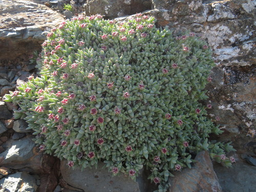 Antimima androsacea