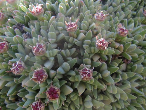 Antimima androsacea