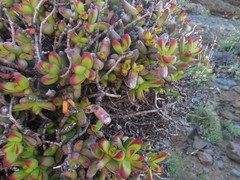 Crassula brevifolia
