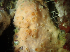 Hemimycale columella