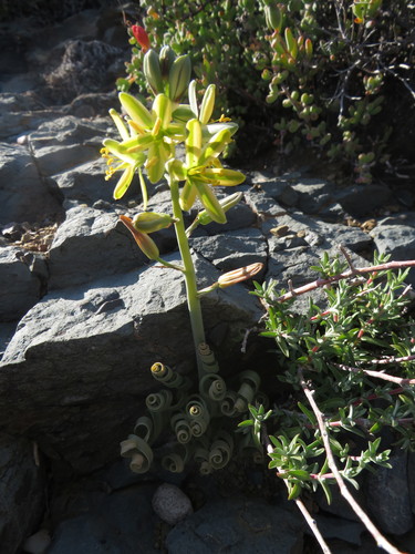 Image of Albuca concordiana by (c) James Deacon, some rights reserved (CC BY-SA)