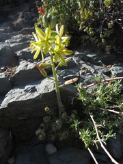 Albuca concordiana
