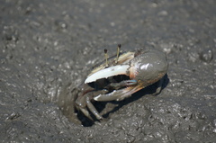 Tubuca arcuata image
