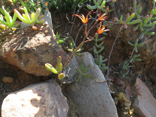 Tylecodon striatus