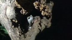 Uperodon taprobanicus