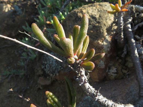 Tylecodon striatus