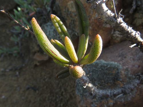 Tylecodon striatus