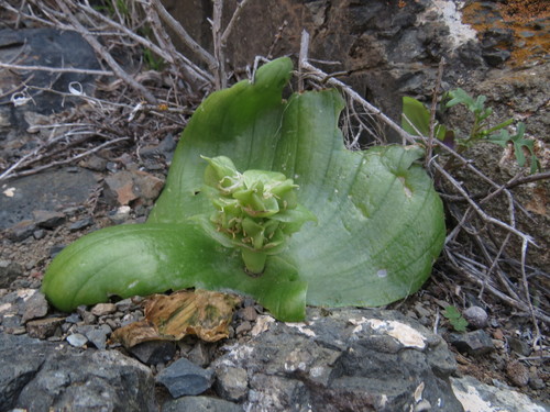 Massonia bifolia