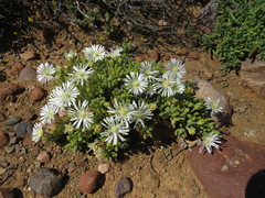 Drosanthemum framesii