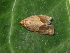 Clepsis dumicolana