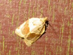 Clepsis dumicolana