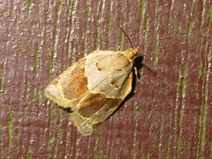Clepsis dumicolana