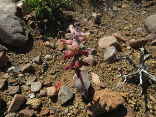 Image of Lachenalia aurioliae by (c) James Deacon, some rights reserved (CC BY-SA)