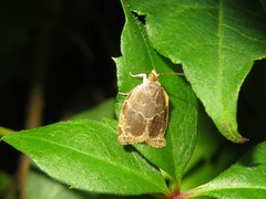 Clepsis dumicolana