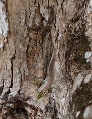 Dasia olivacea