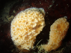 Ulosa digitata