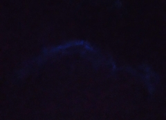 Noctiluca scintillans