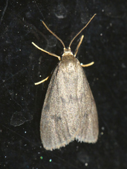 Apaidia mesogona