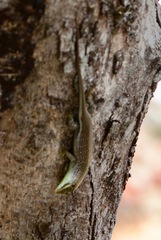 Dasia olivacea