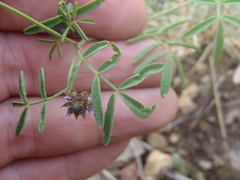 Dalea polygonoides