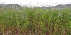 Miscanthus sacchariflorus