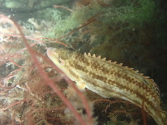 Symphodus bailloni
