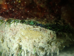 Haliotis tuberculata tuberculata