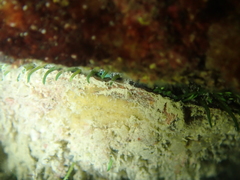 Haliotis tuberculata tuberculata