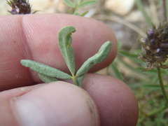 Dalea polygonoides
