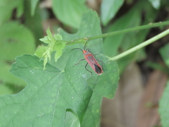 Thunbergia marginata