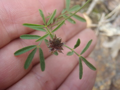 Dalea polygonoides